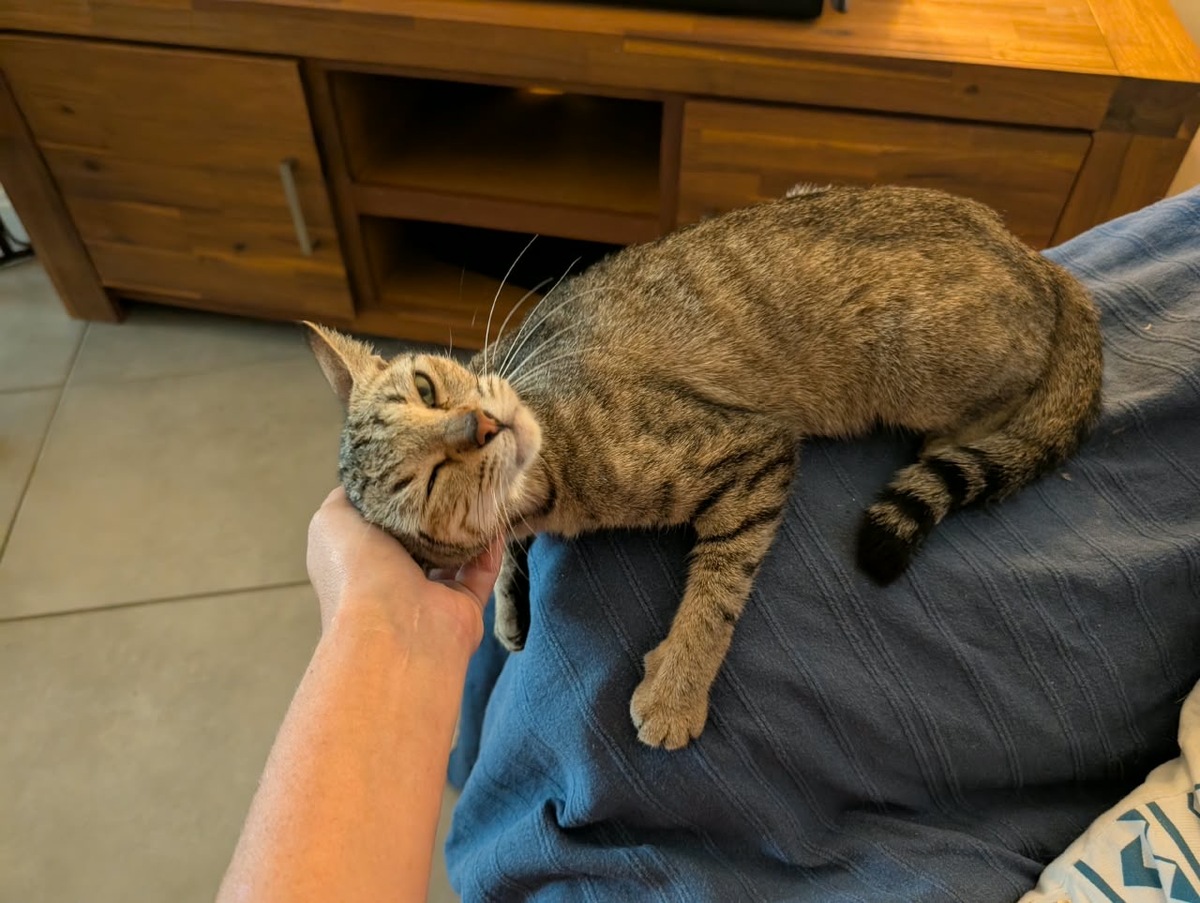 Adoption Poupette