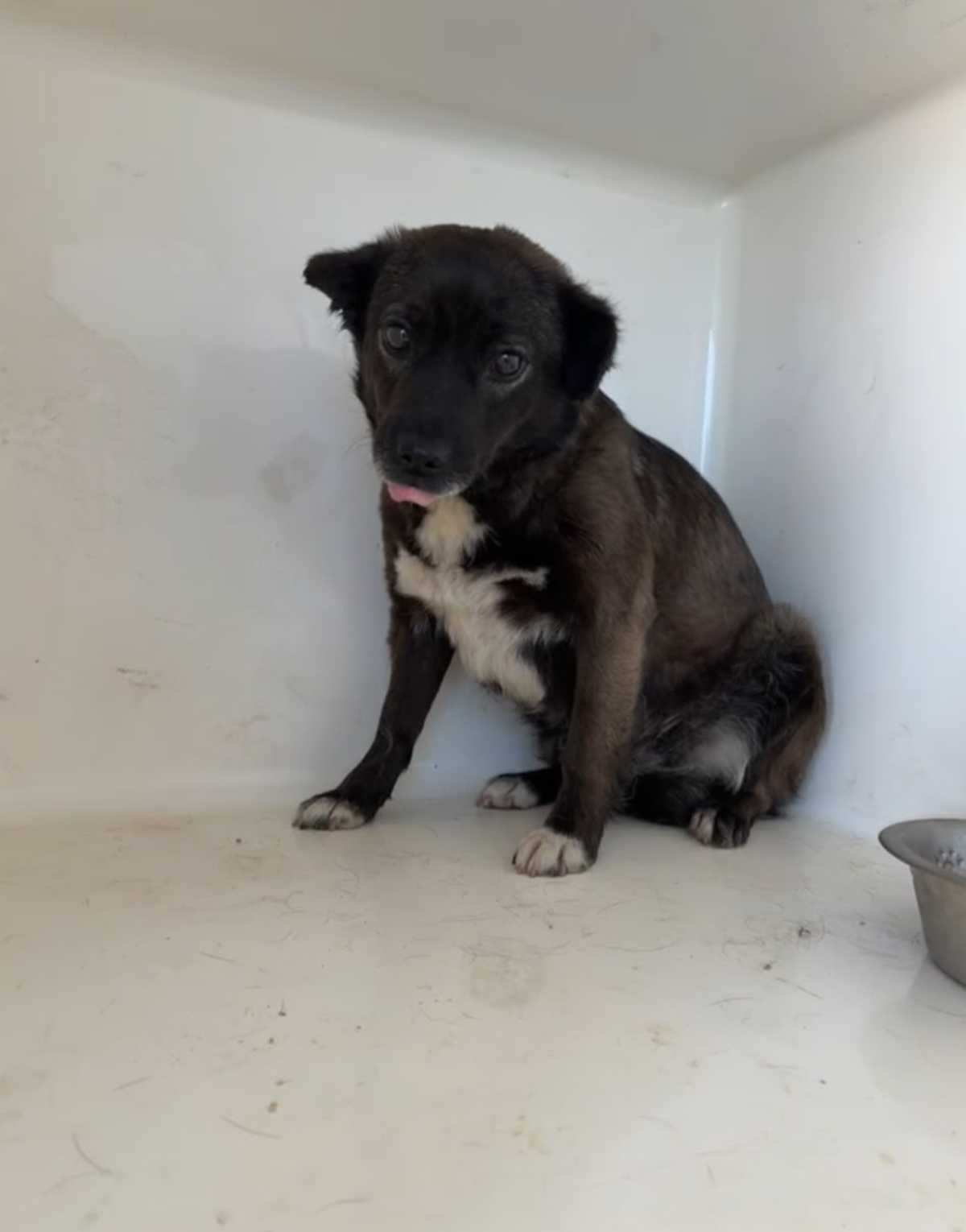 Adoption MIA