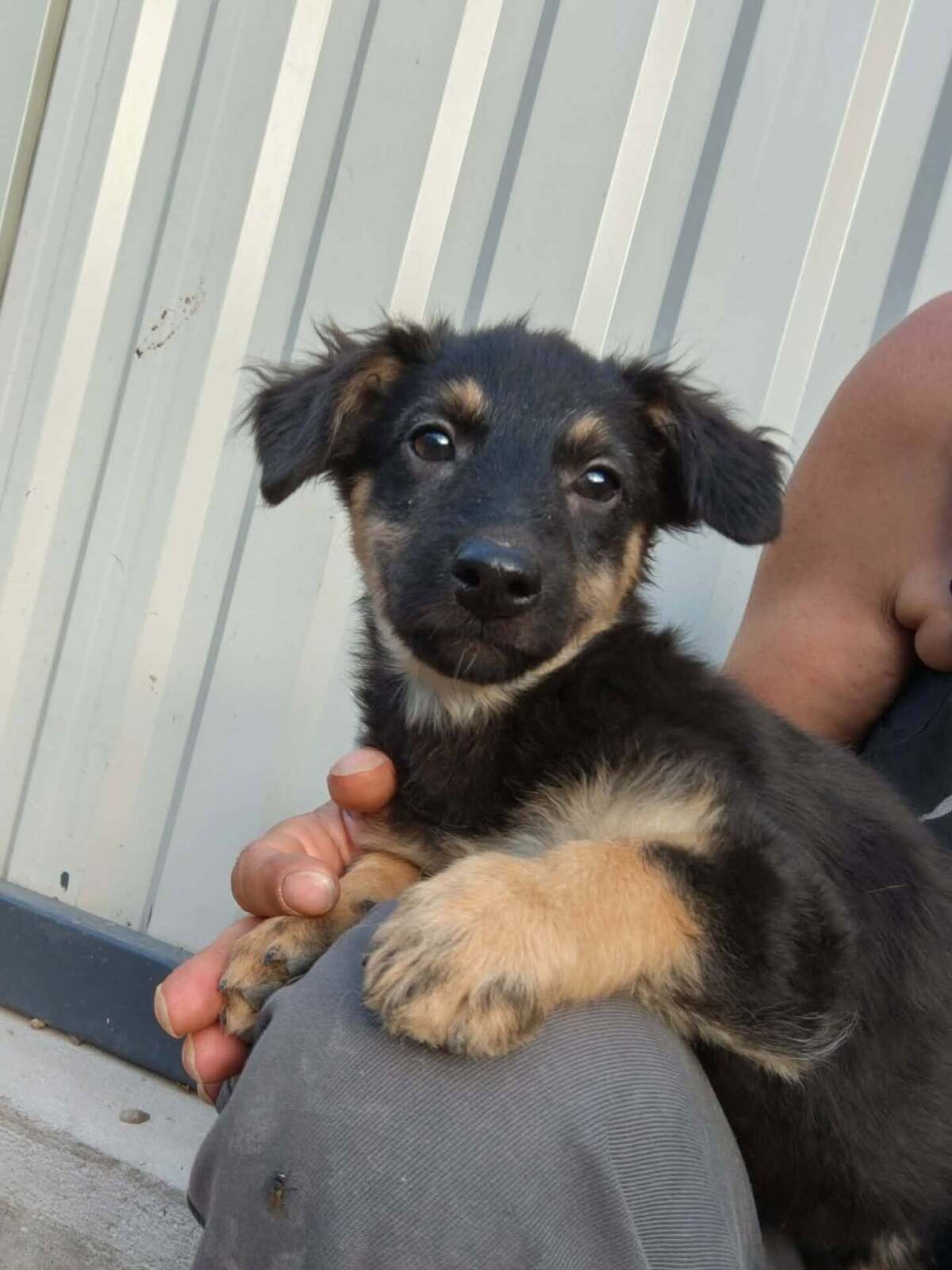 Adoption Chouquette