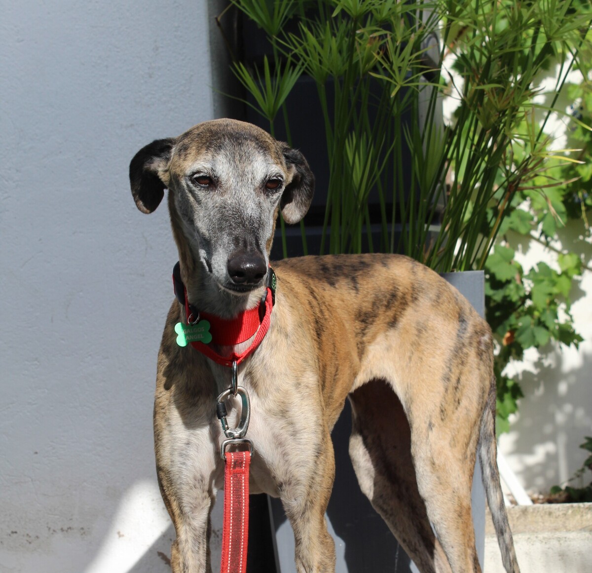 Adoption Chapu