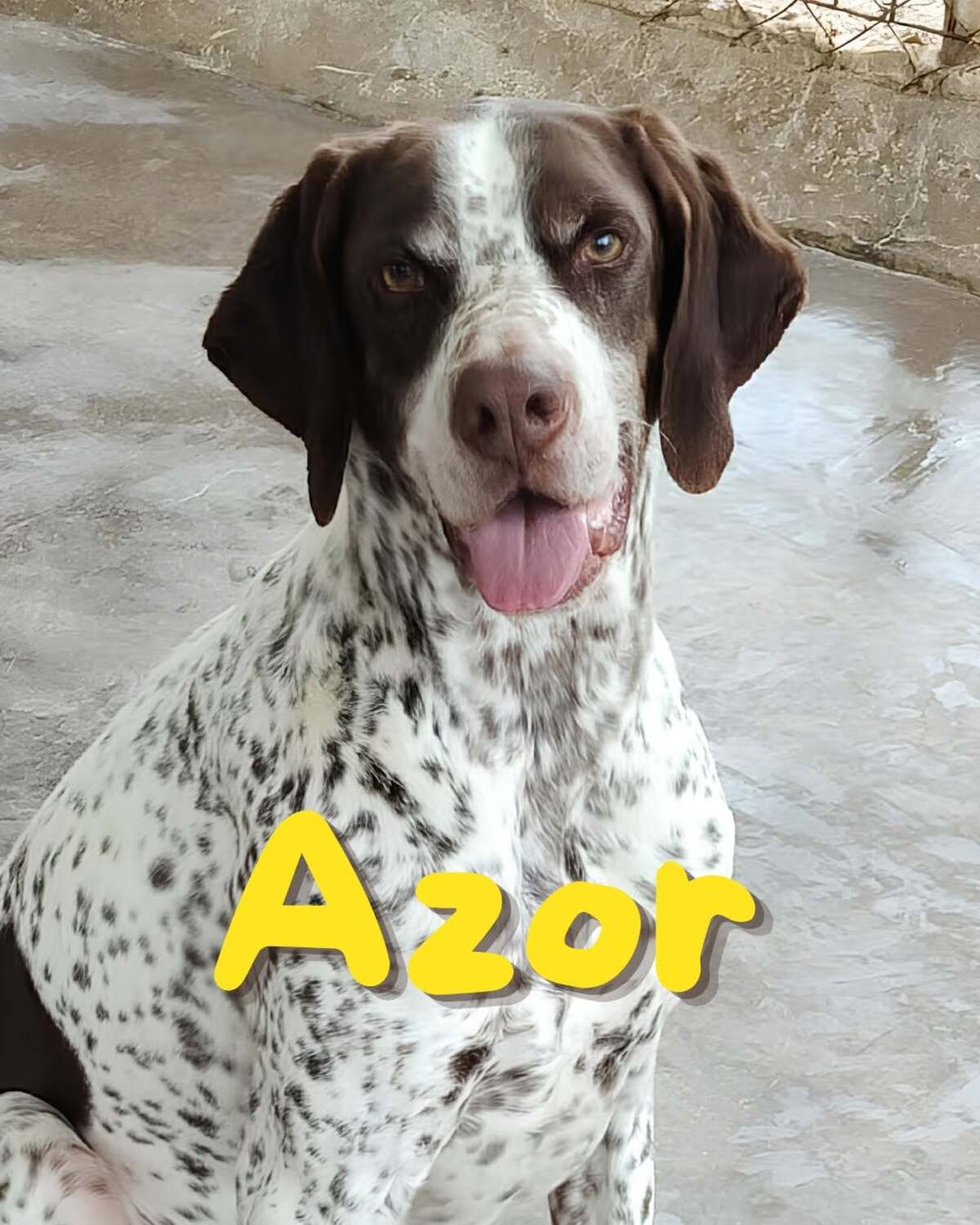 Adoption Azor