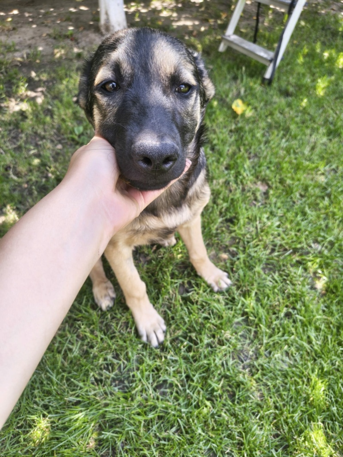 Adoption Arco