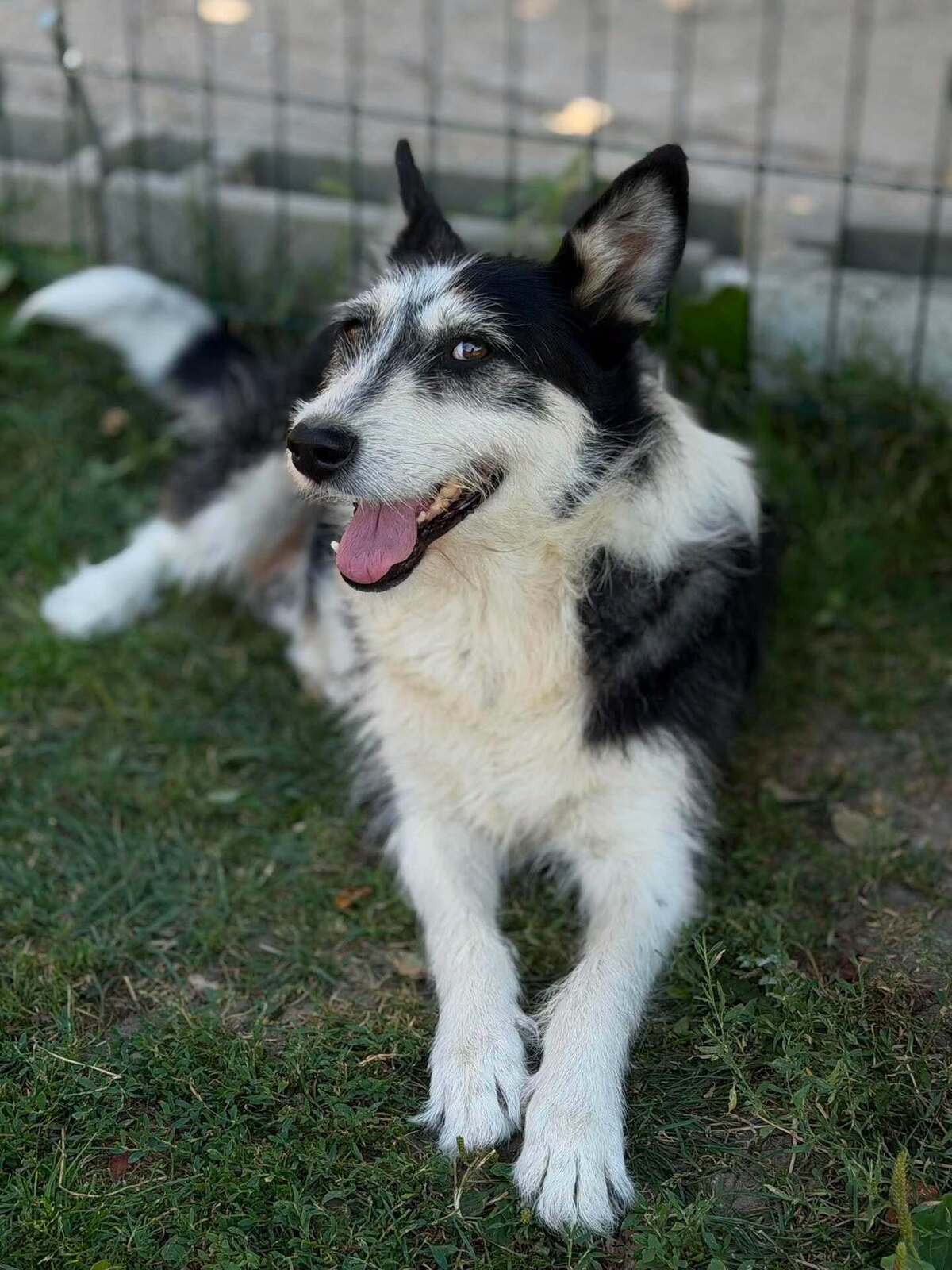 Adoption Orée