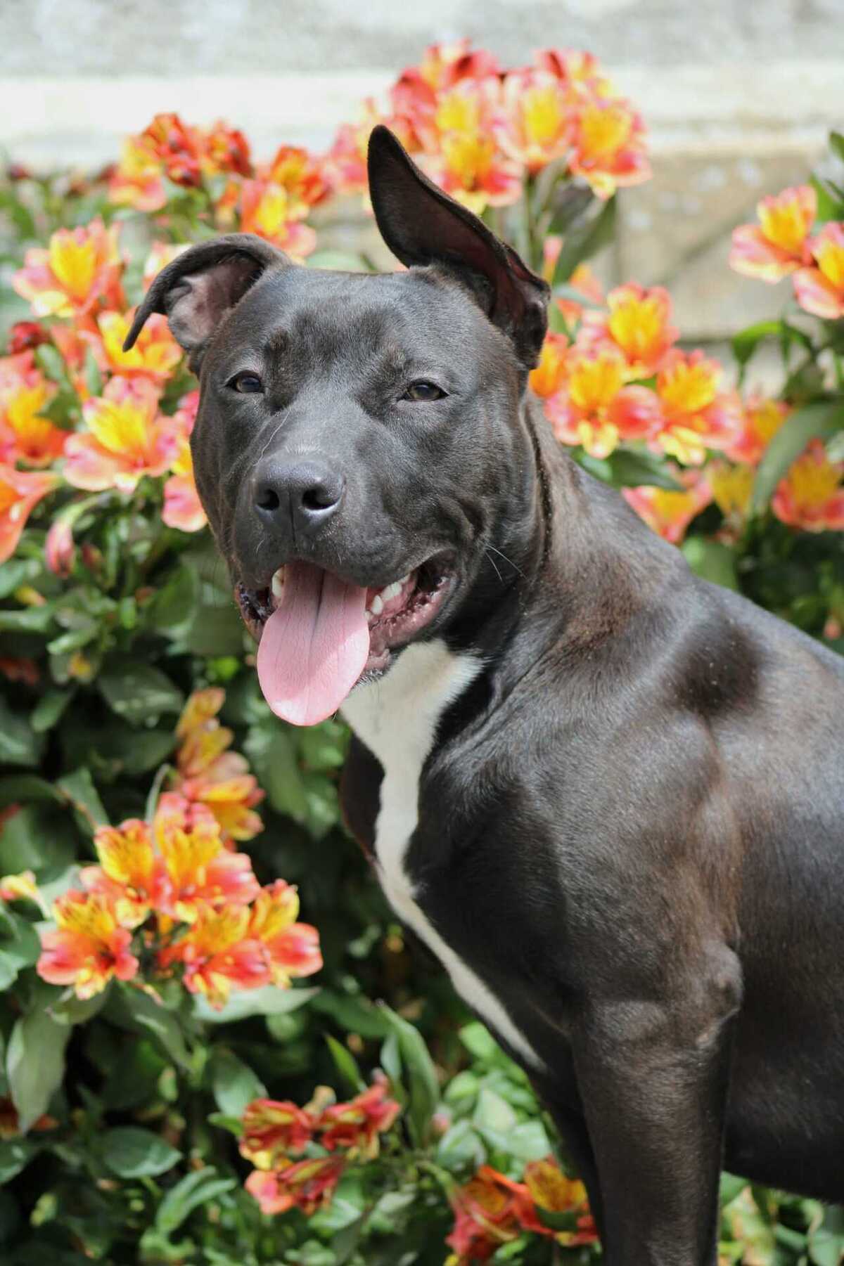 Adoption Daffy