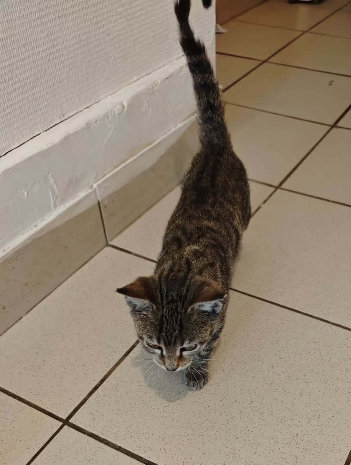 Adoption Framboise