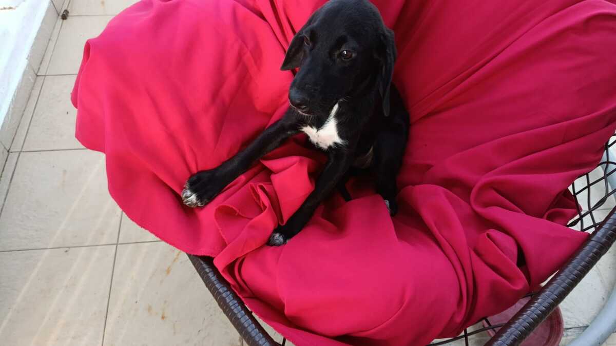 Adoption Molly
