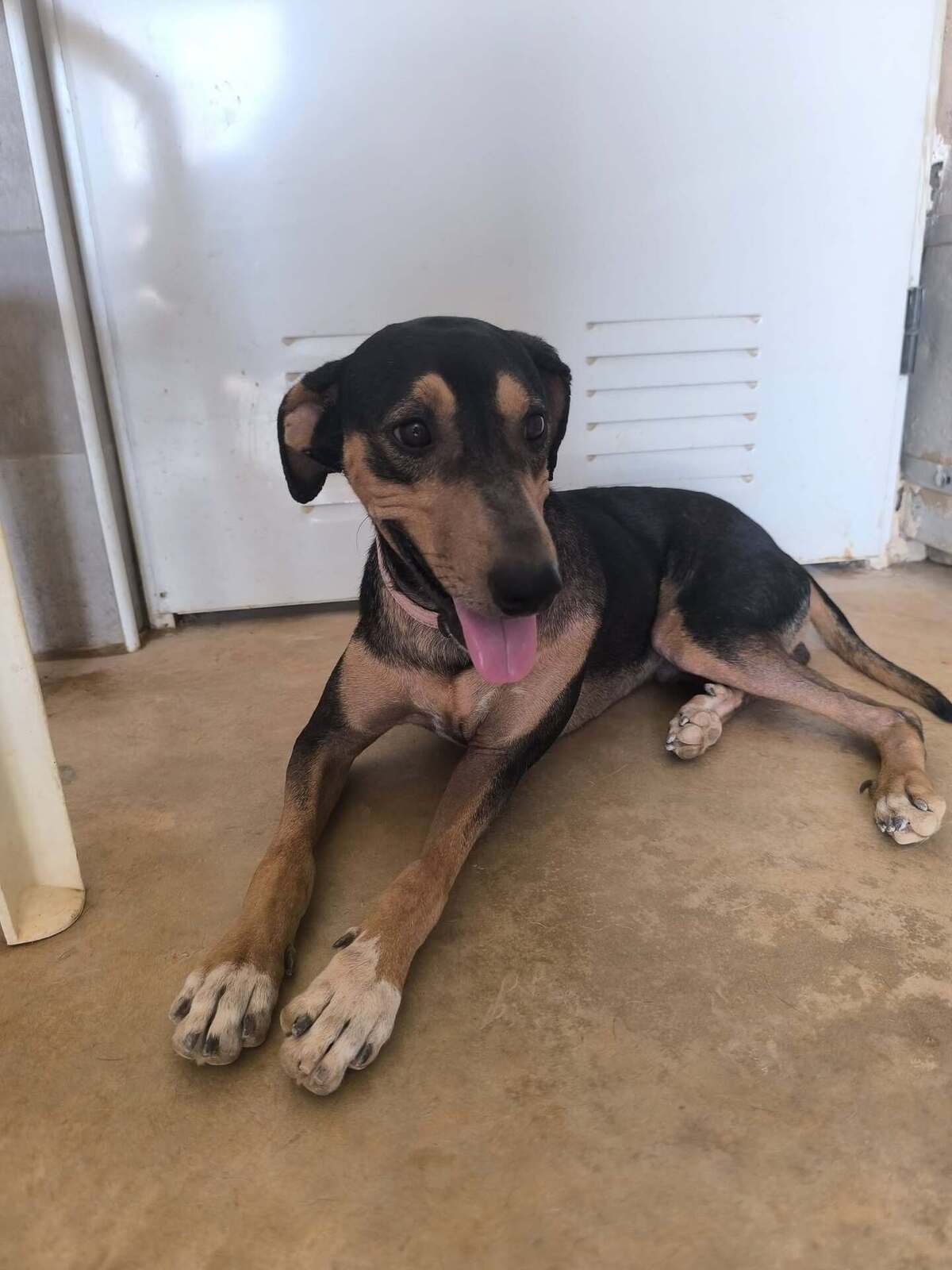 Adoption Maxou