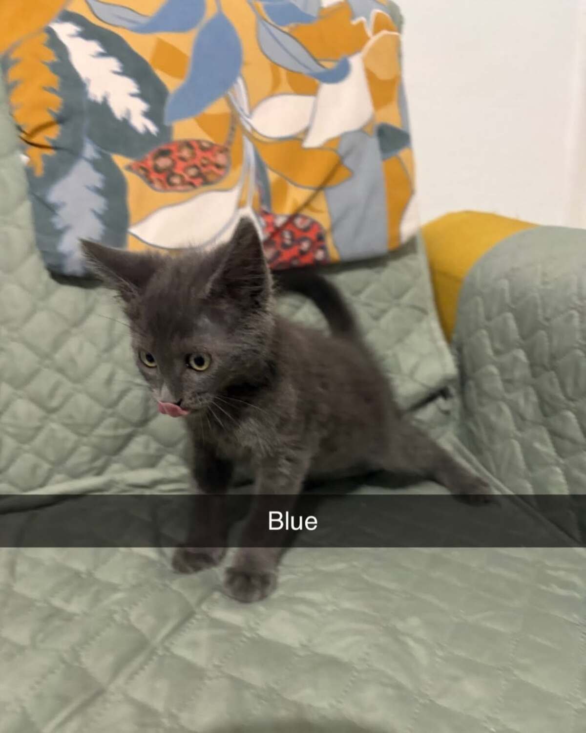 Adoption Blue