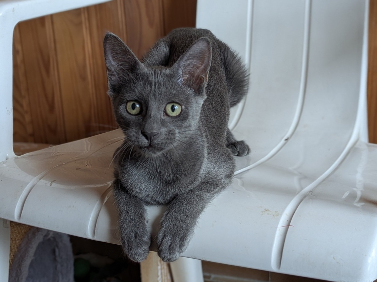 Adoption BALINA