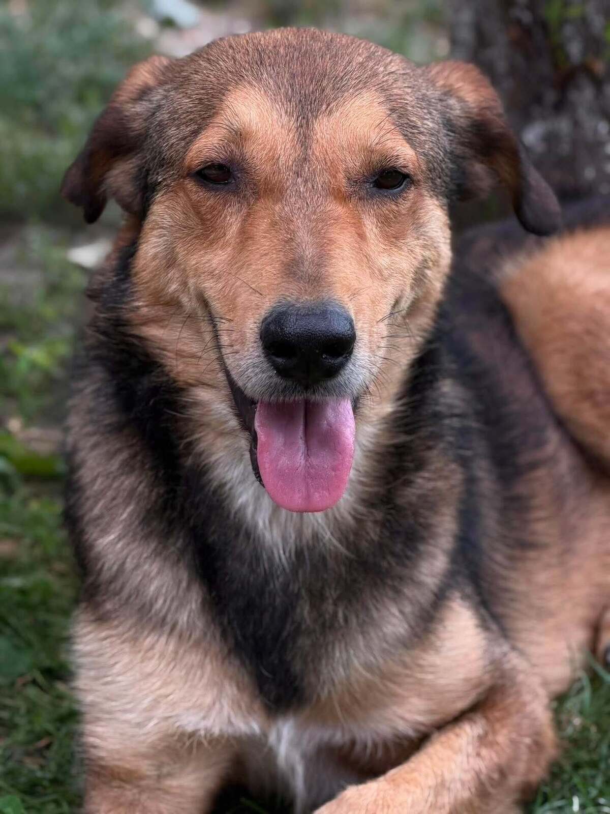 Adoption Kaito