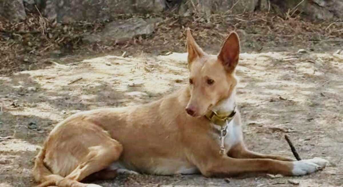 Adoption BERTO