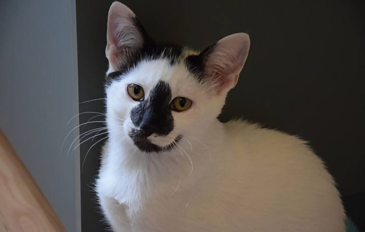 Adoption MERRY