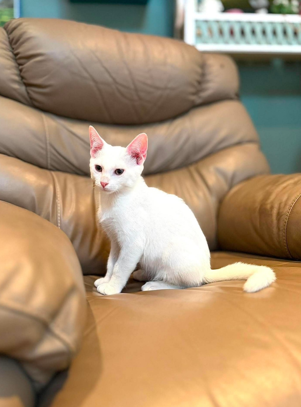 Adoption Olaf