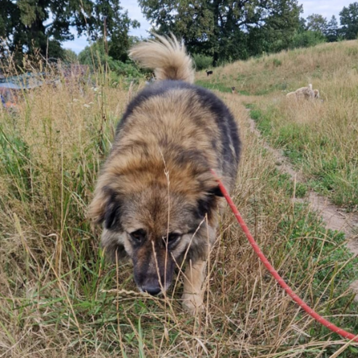 Adoption SULLEY