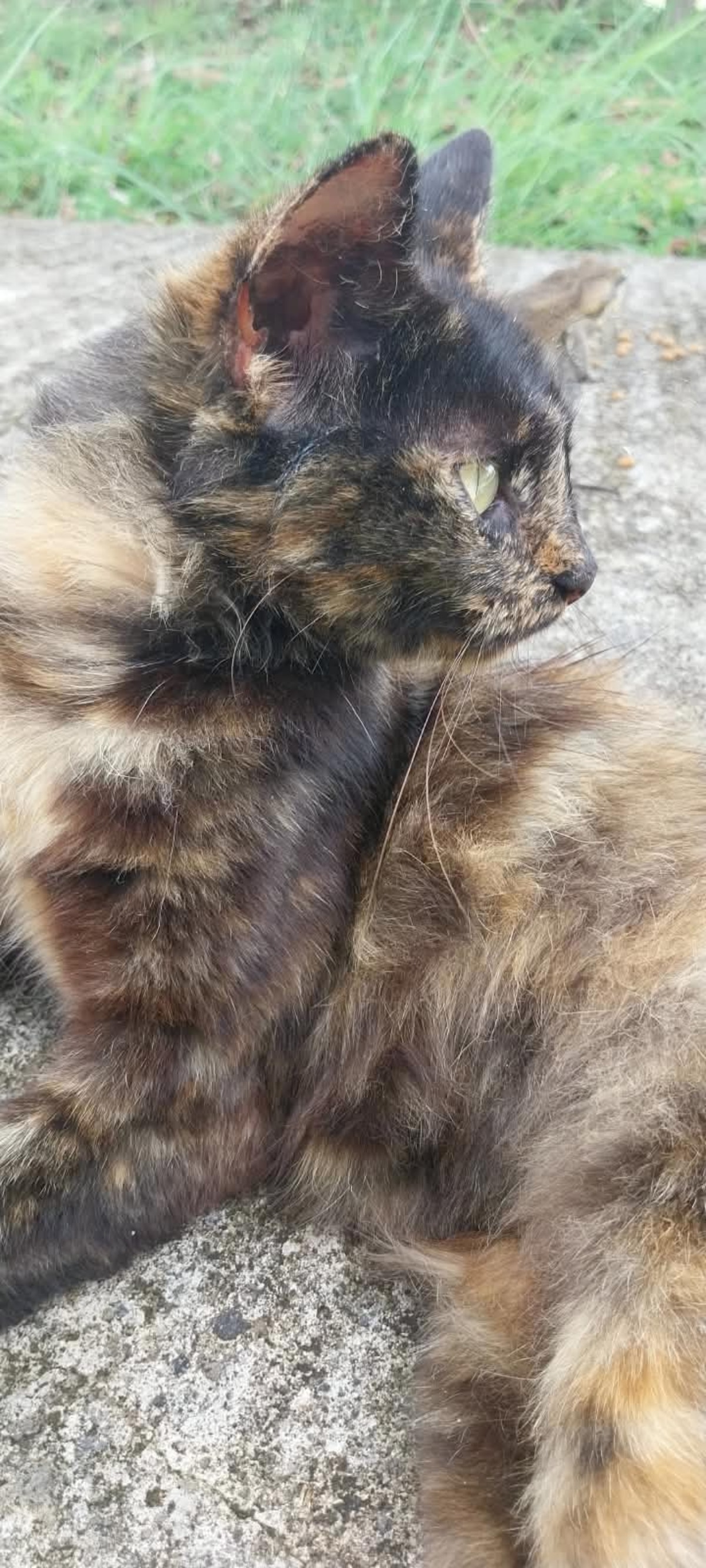 Adoption Anémone