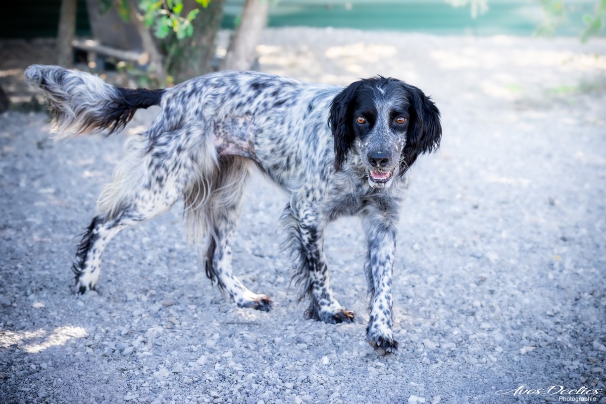 Adoption Mayork