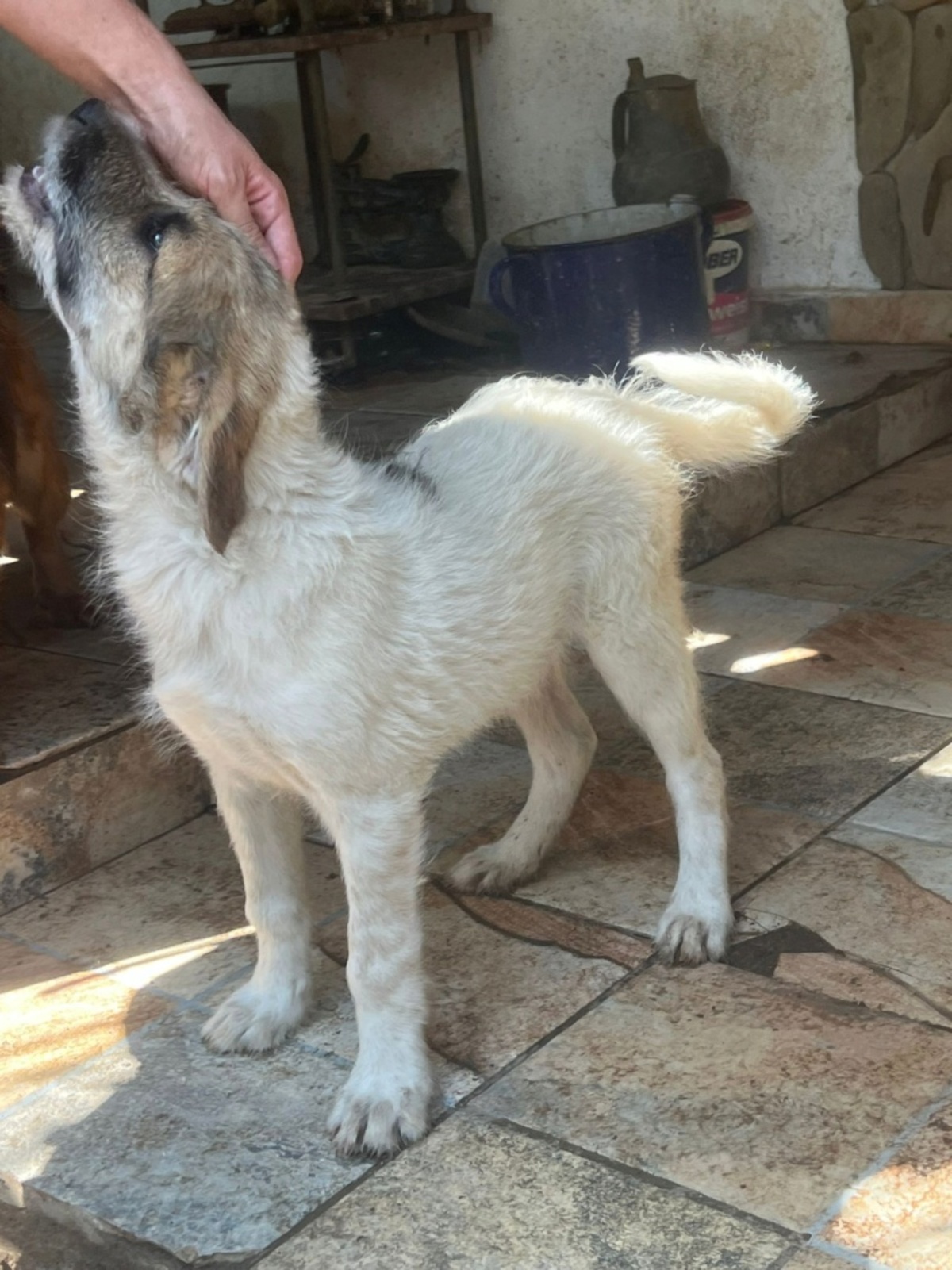 Adoption Sanry