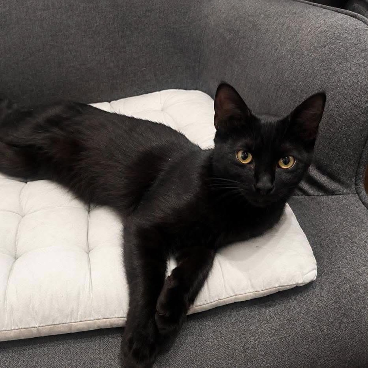 Adoption Zeek