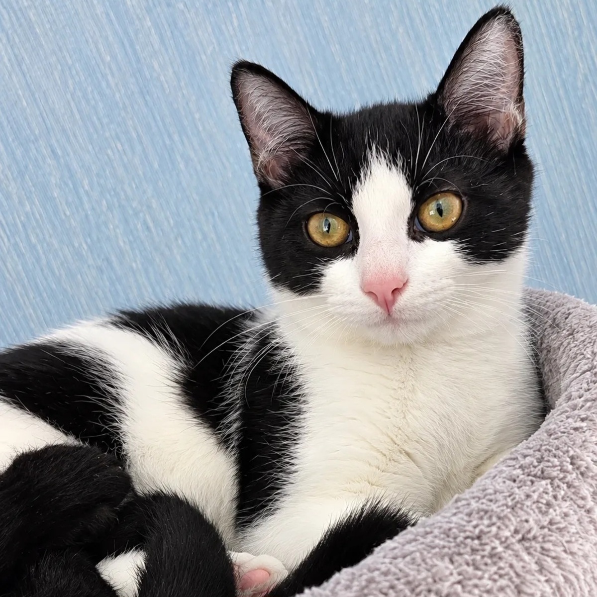 Adoption Panda