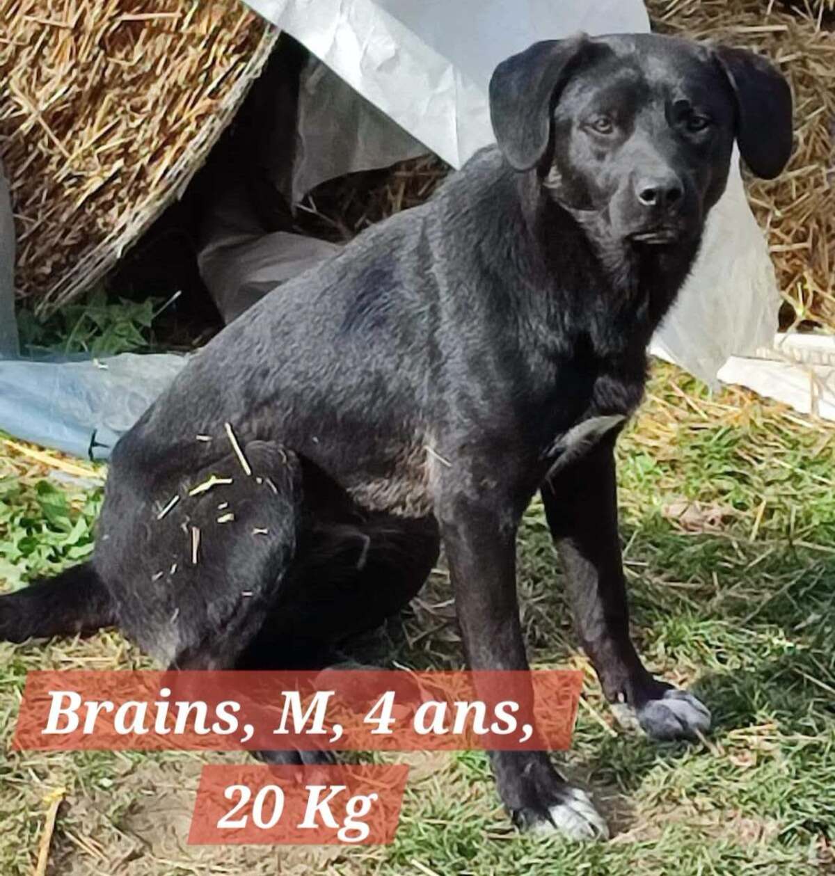 Adoption BRAINS