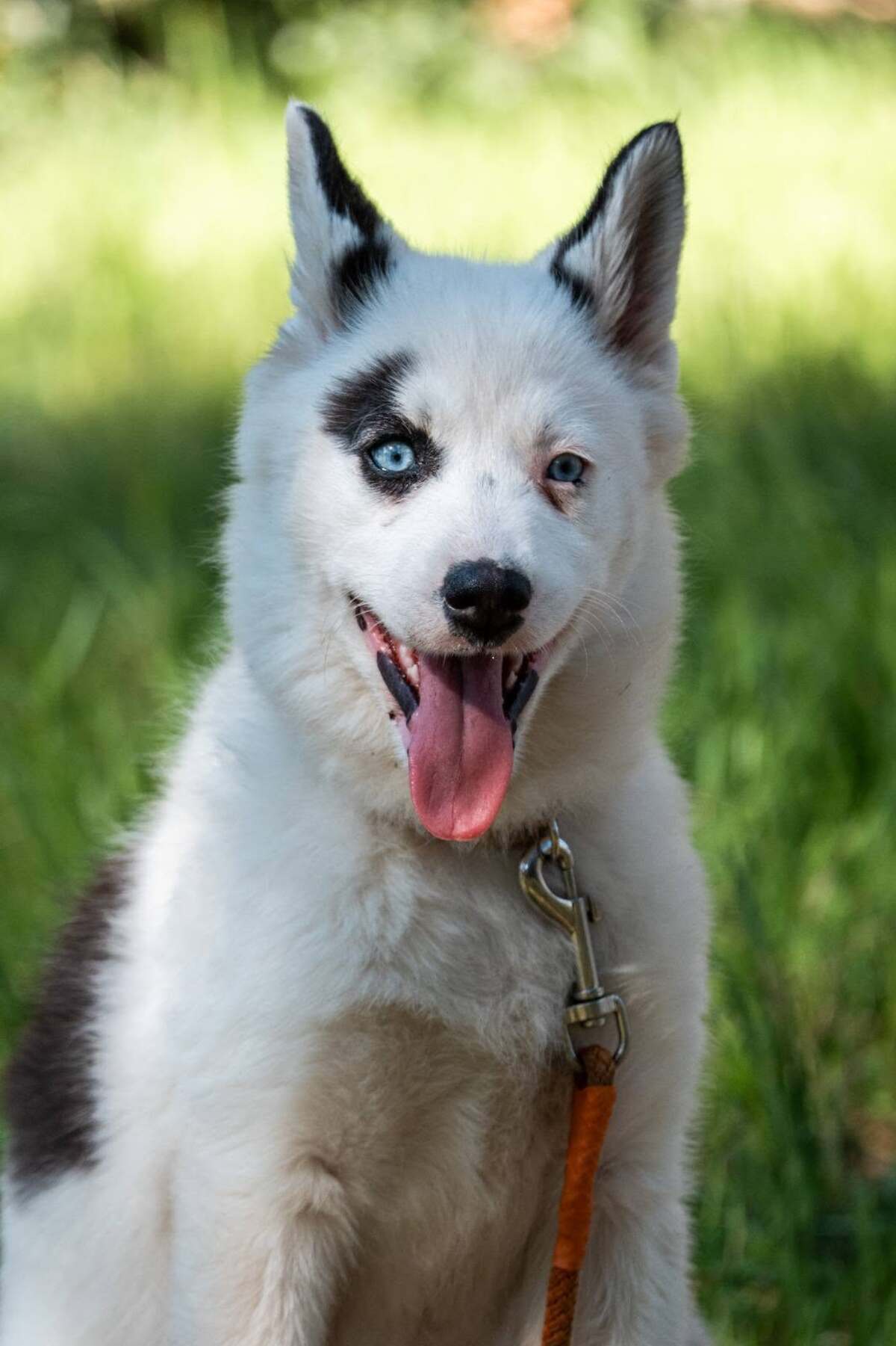 Adoption Summer
