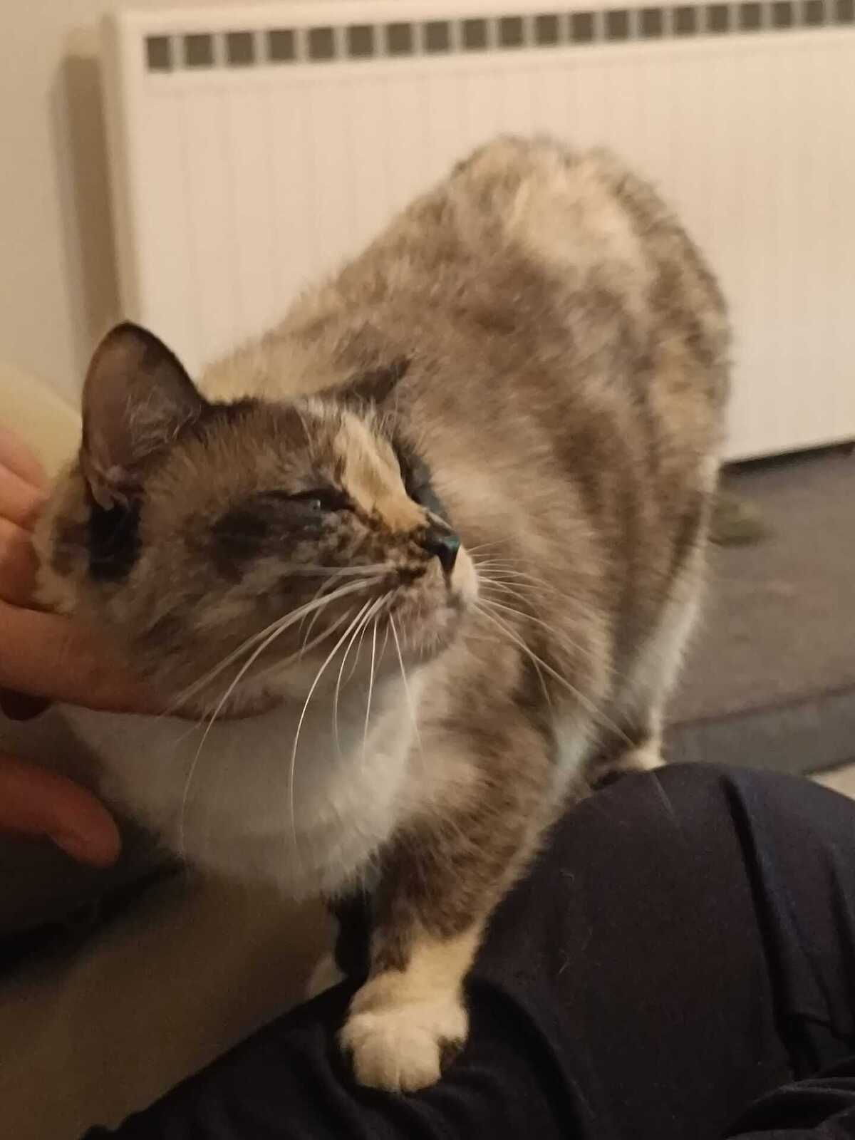 Adoption Héméra 