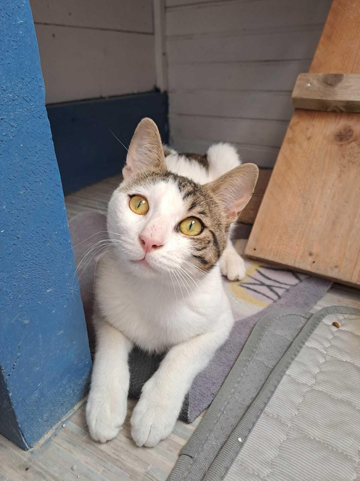 Adoption LANCELOT