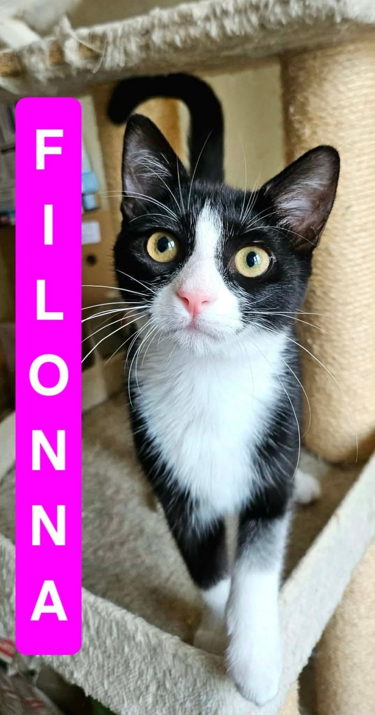Adoption Filonna