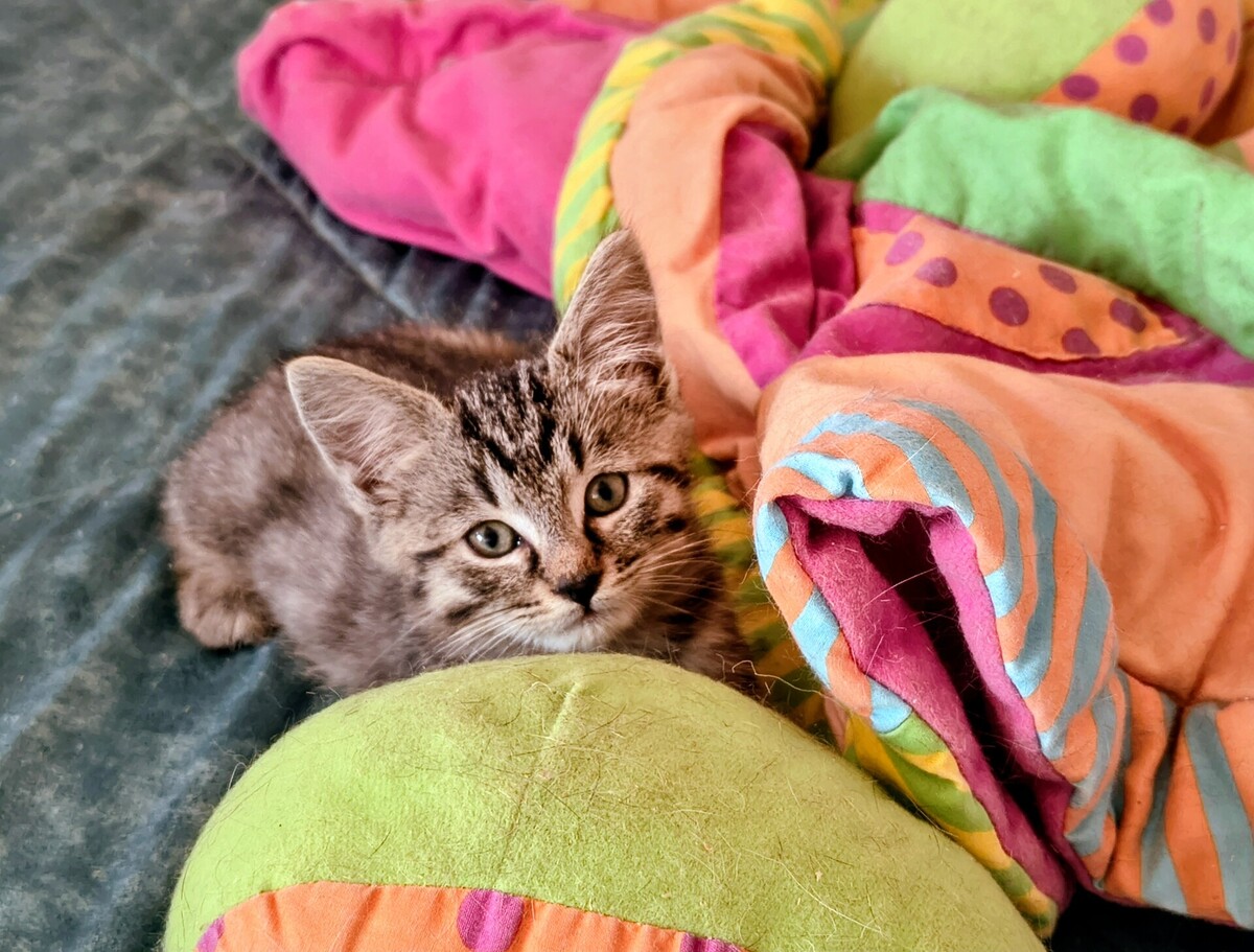 Adoption Elias