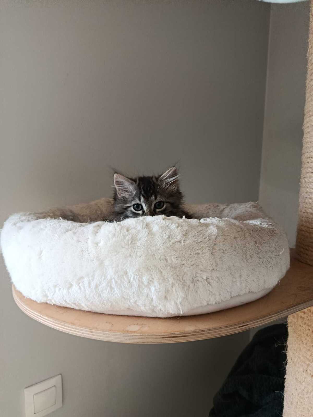 Adoption Nala