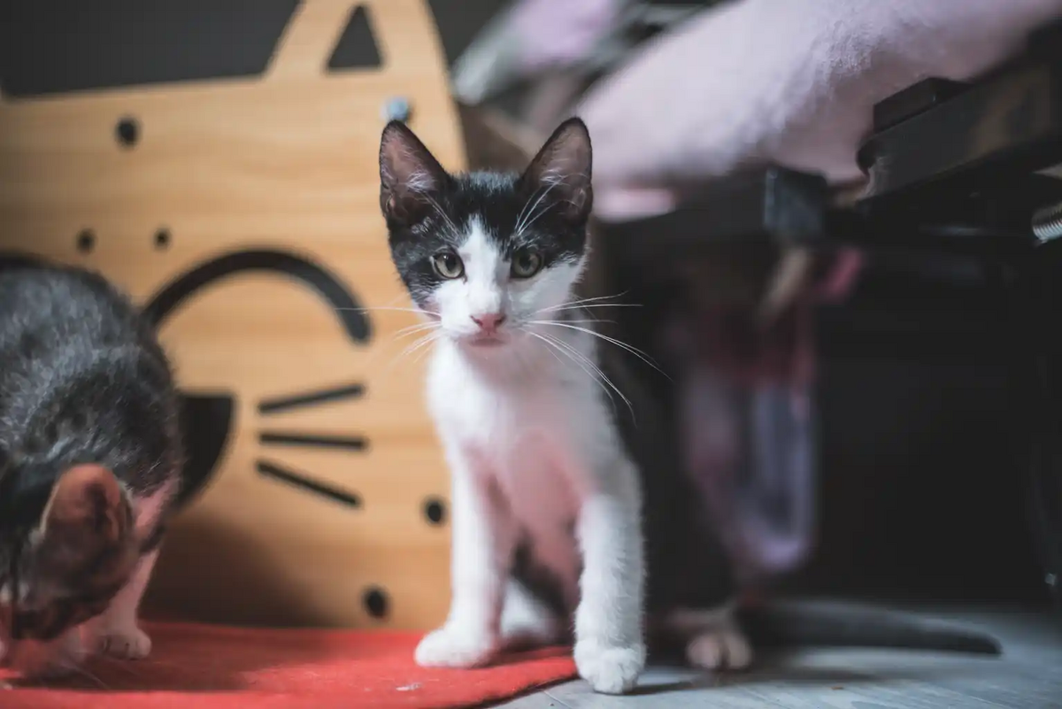 Adoption Bill