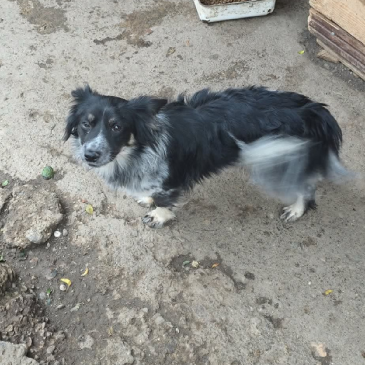 Adoption Zeus