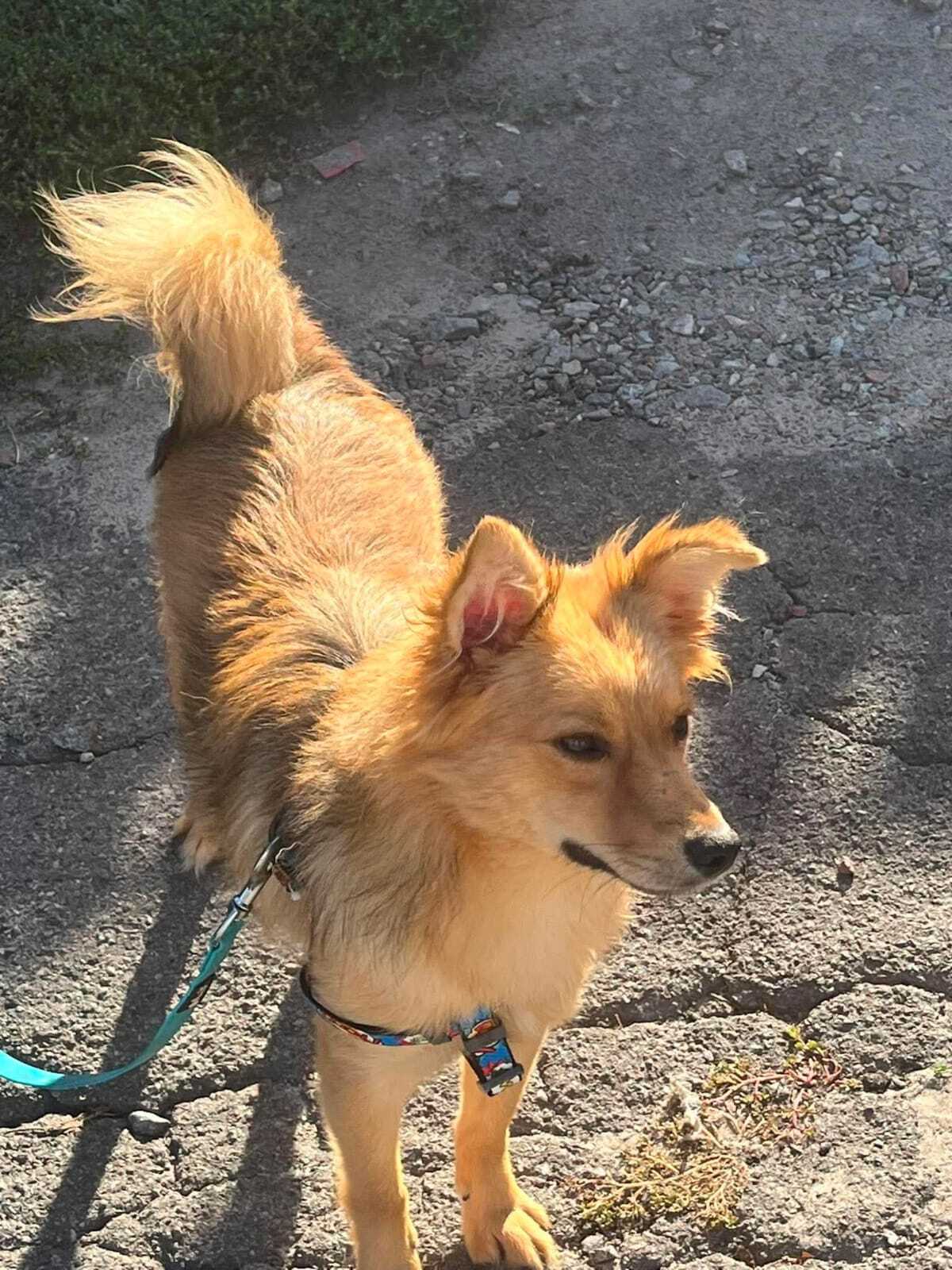 Adoption Felisa