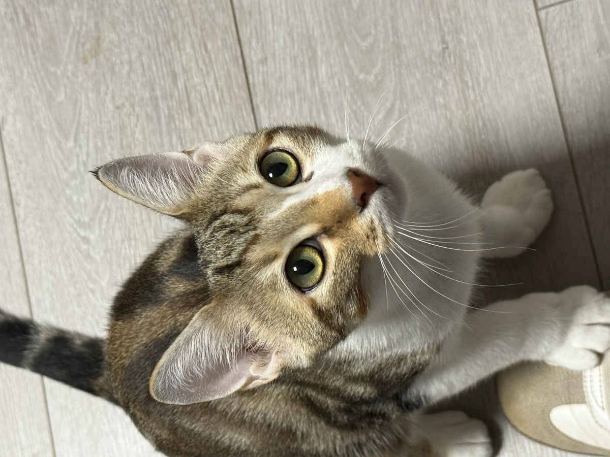Adoption Ozzy et Eliott