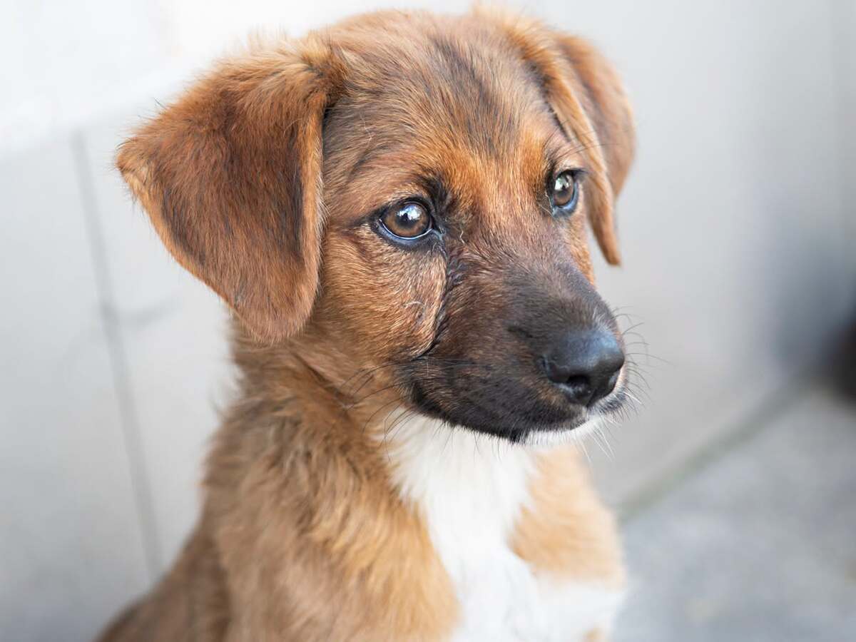 Adoption Jakarta