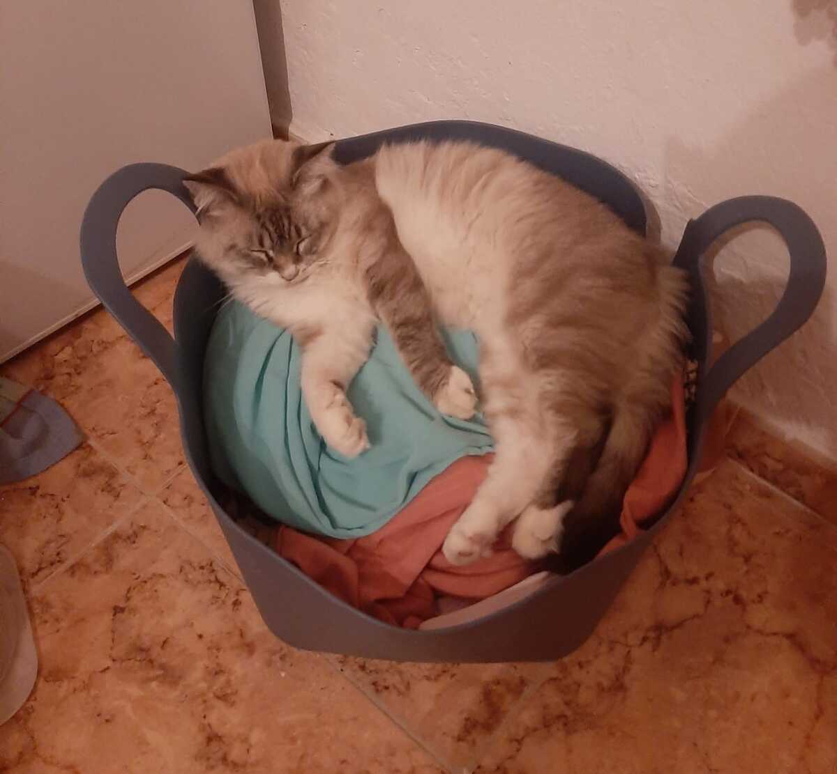Adoption Nenufar