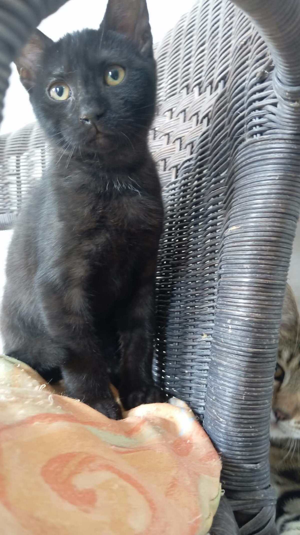Adoption DIABOLO