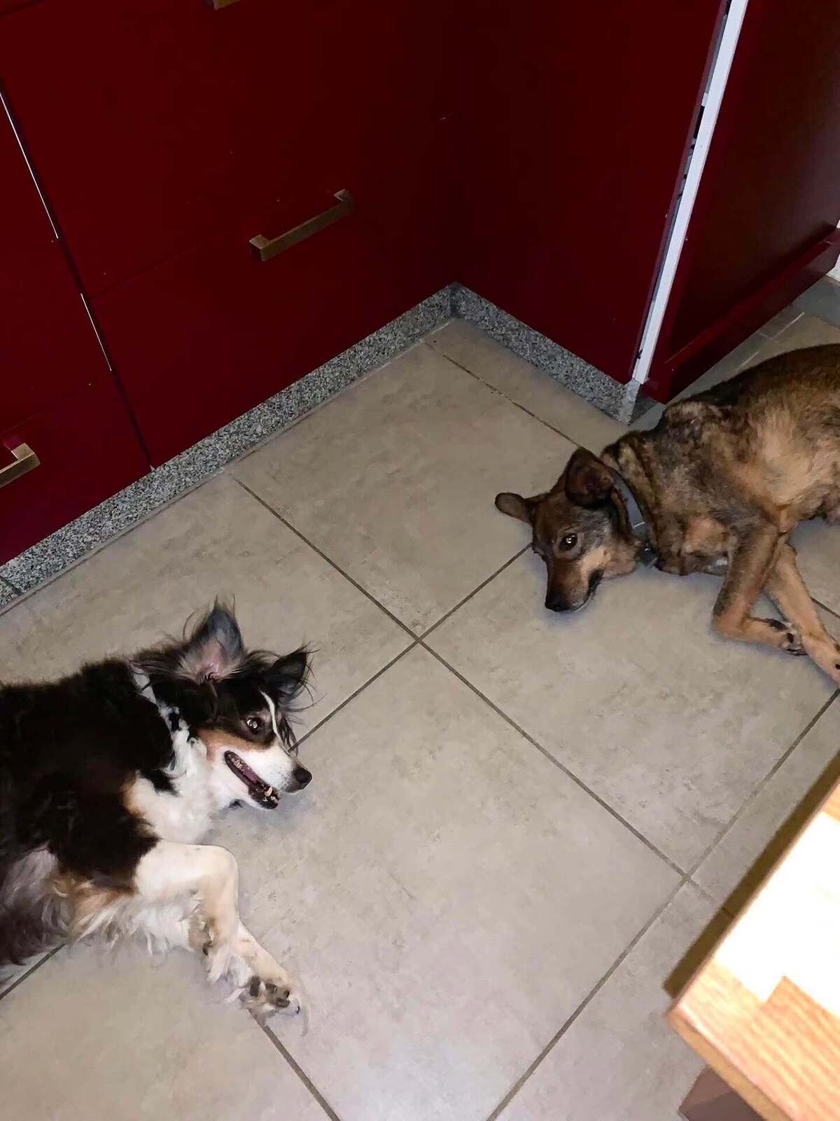 Adoption Kimi