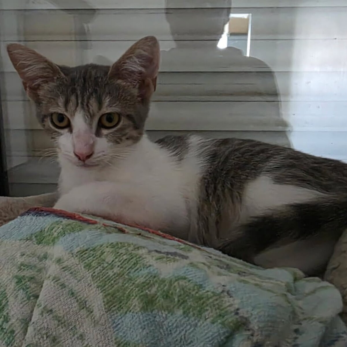 Adoption Betty