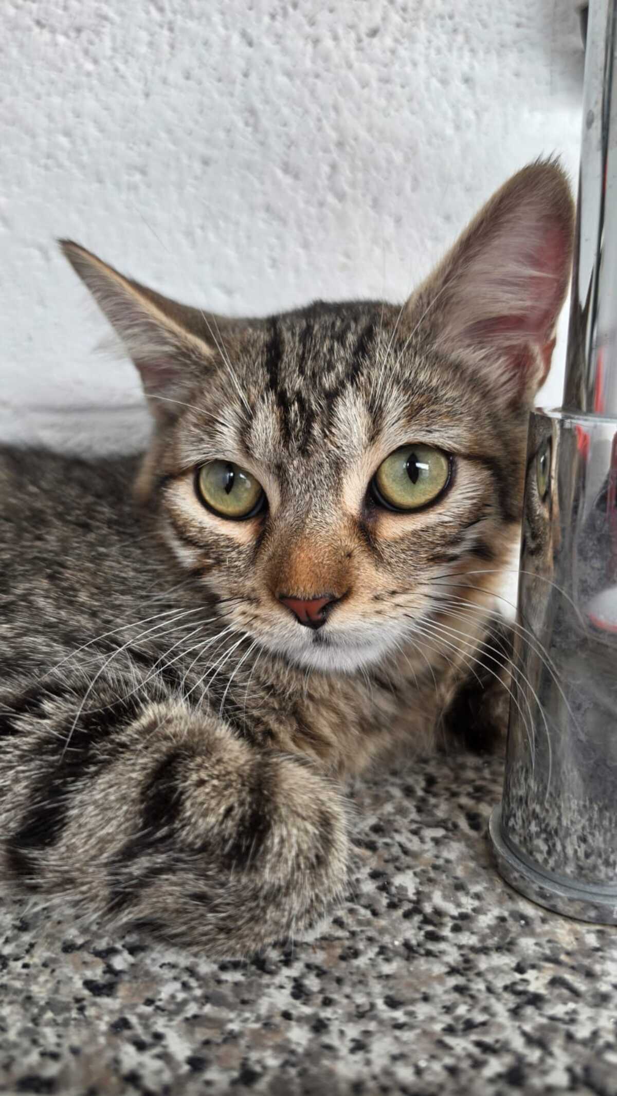 Adoption TITI