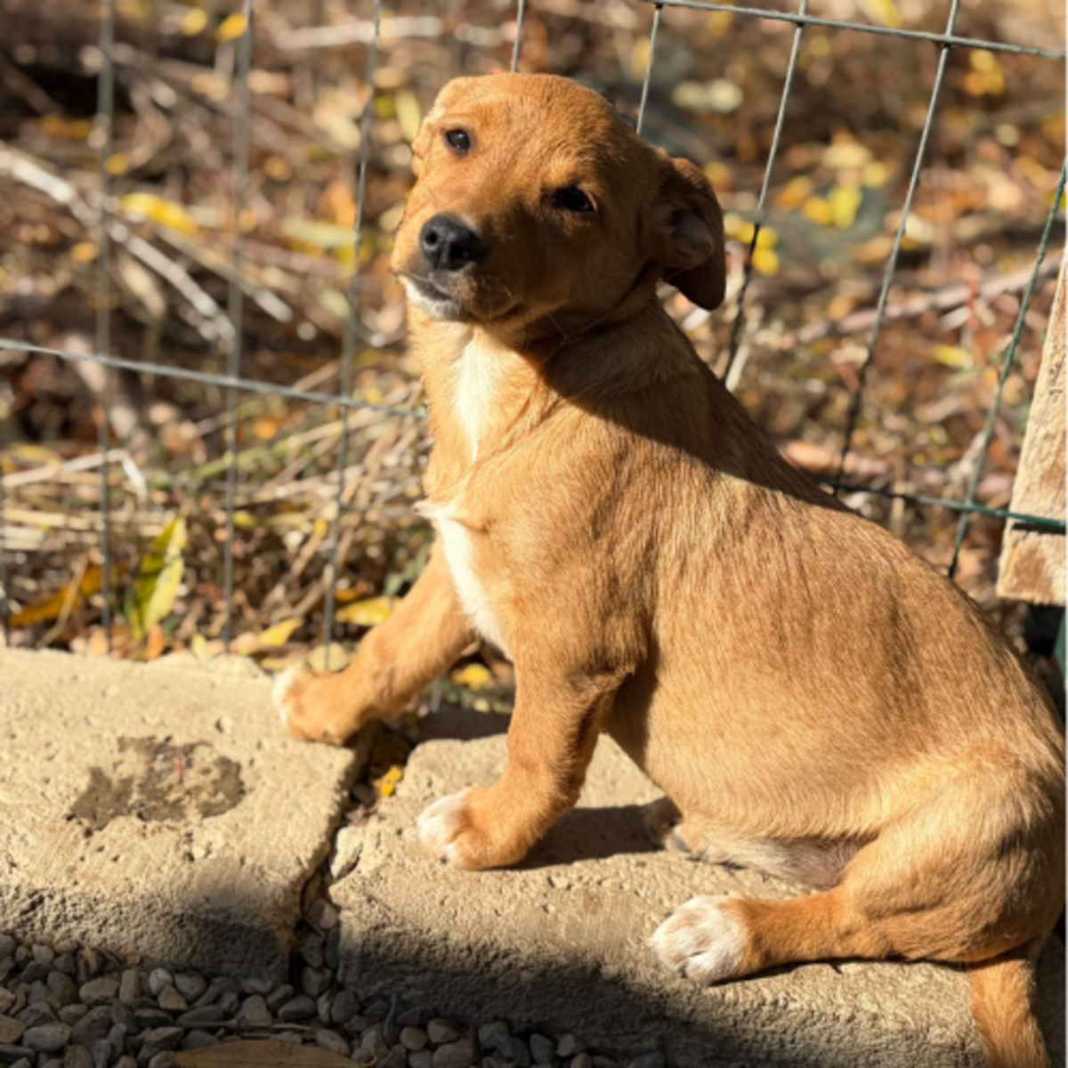 Adoption Bulle