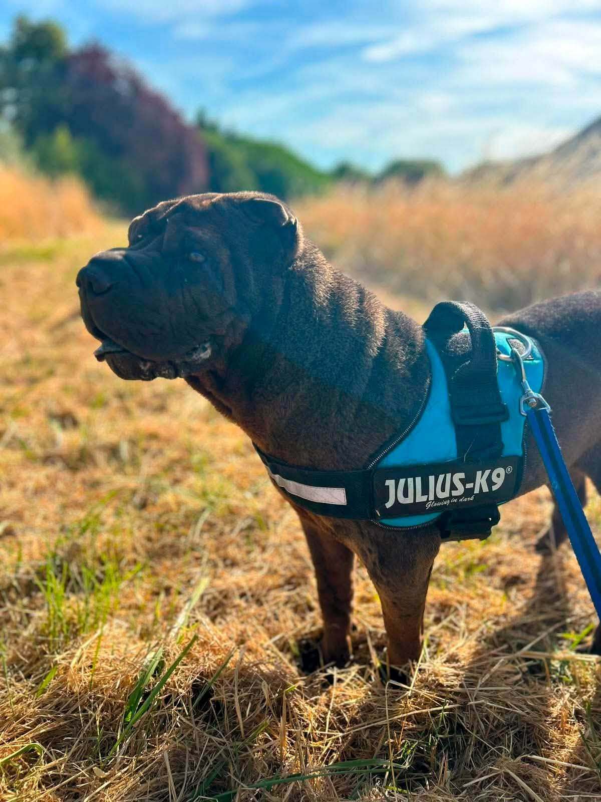 Adoption MYBOO