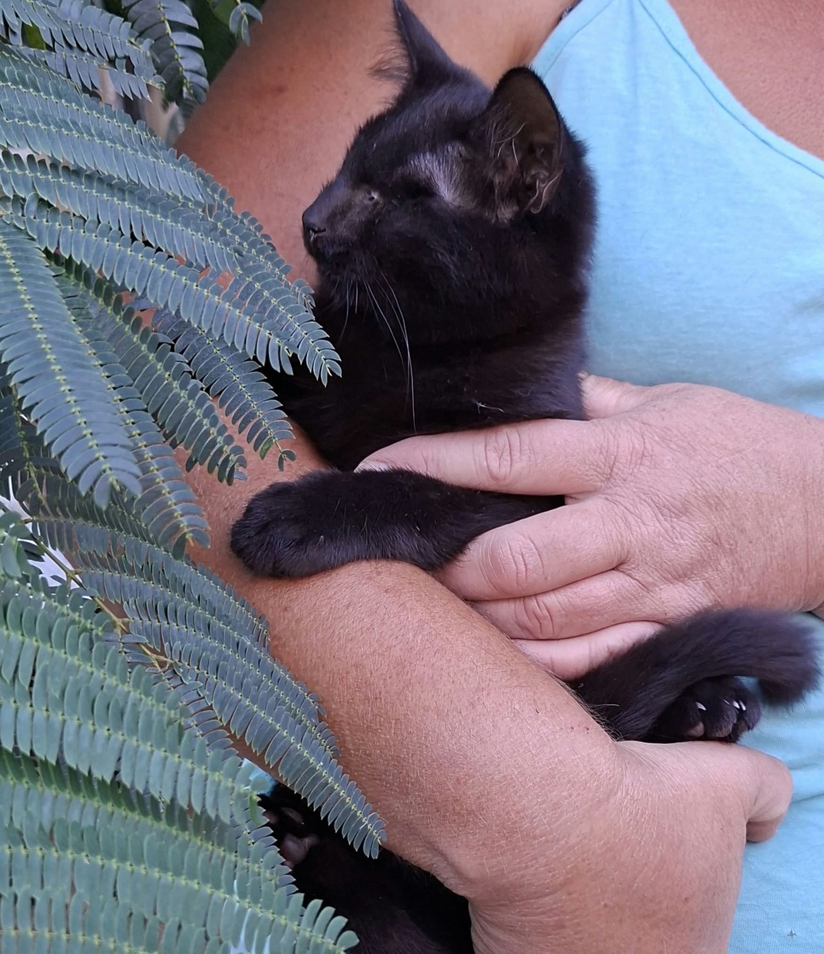 Adoption Gilbert