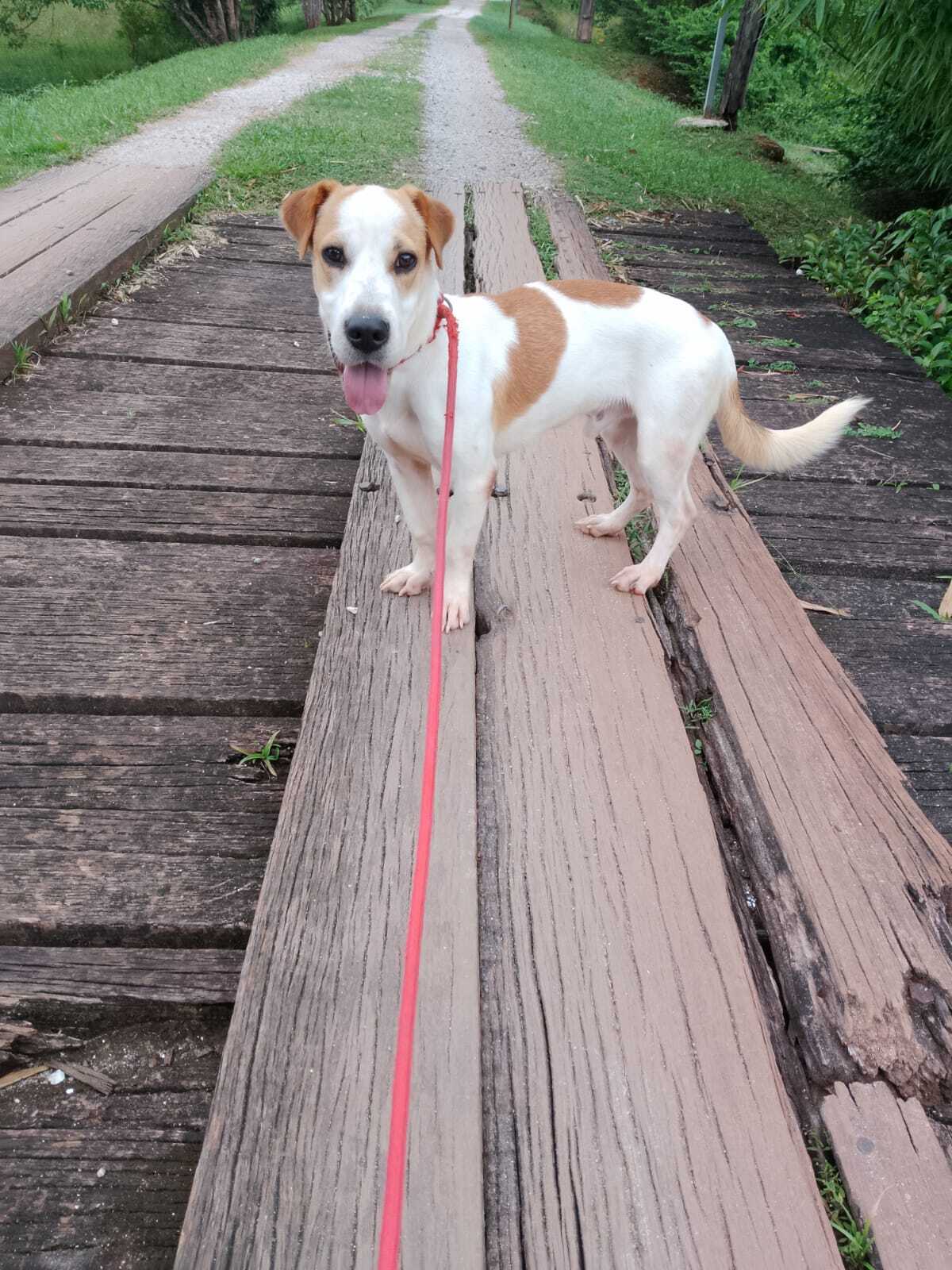 Adoption Giron
