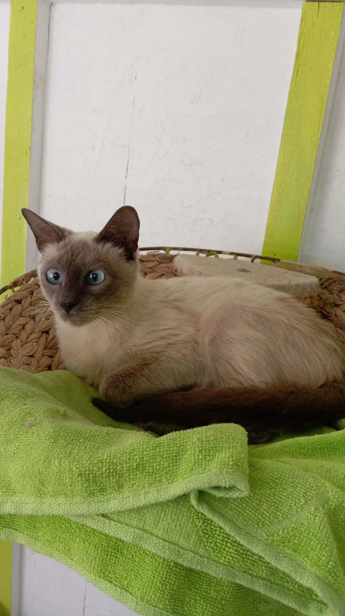 Adoption ROMANE