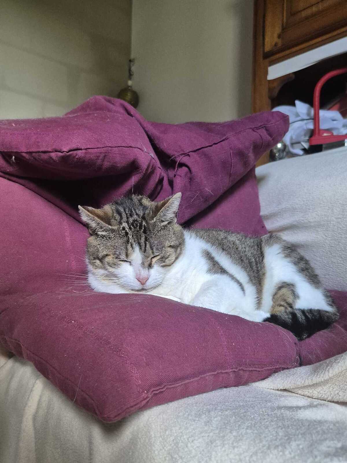 Adoption Shiva