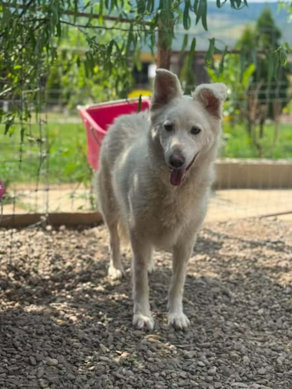 Adoption Leika