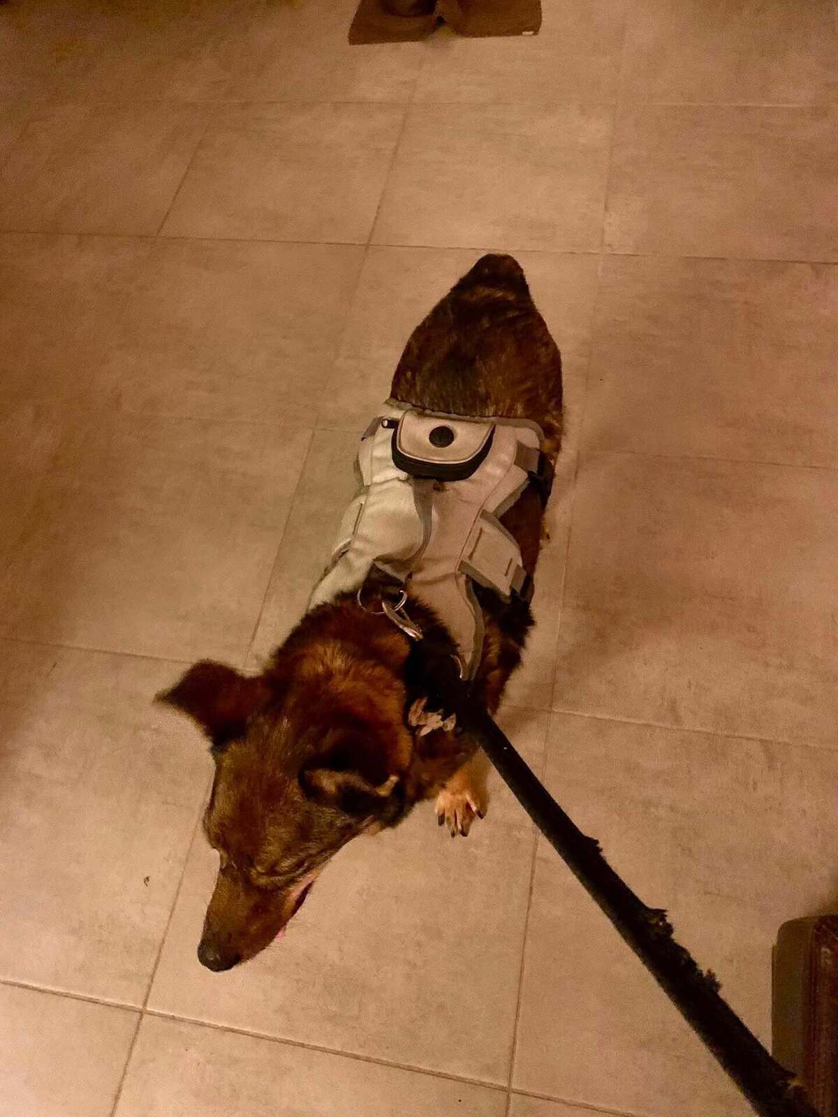 Adoption Kimi