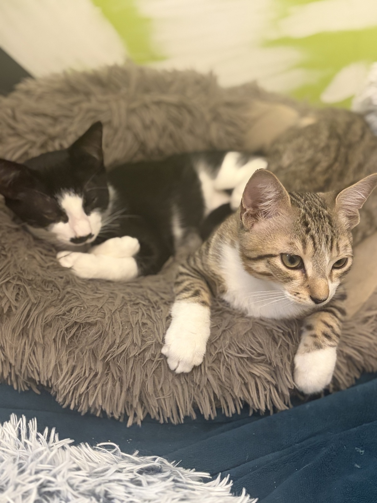 Adoption Kaito et Yasu