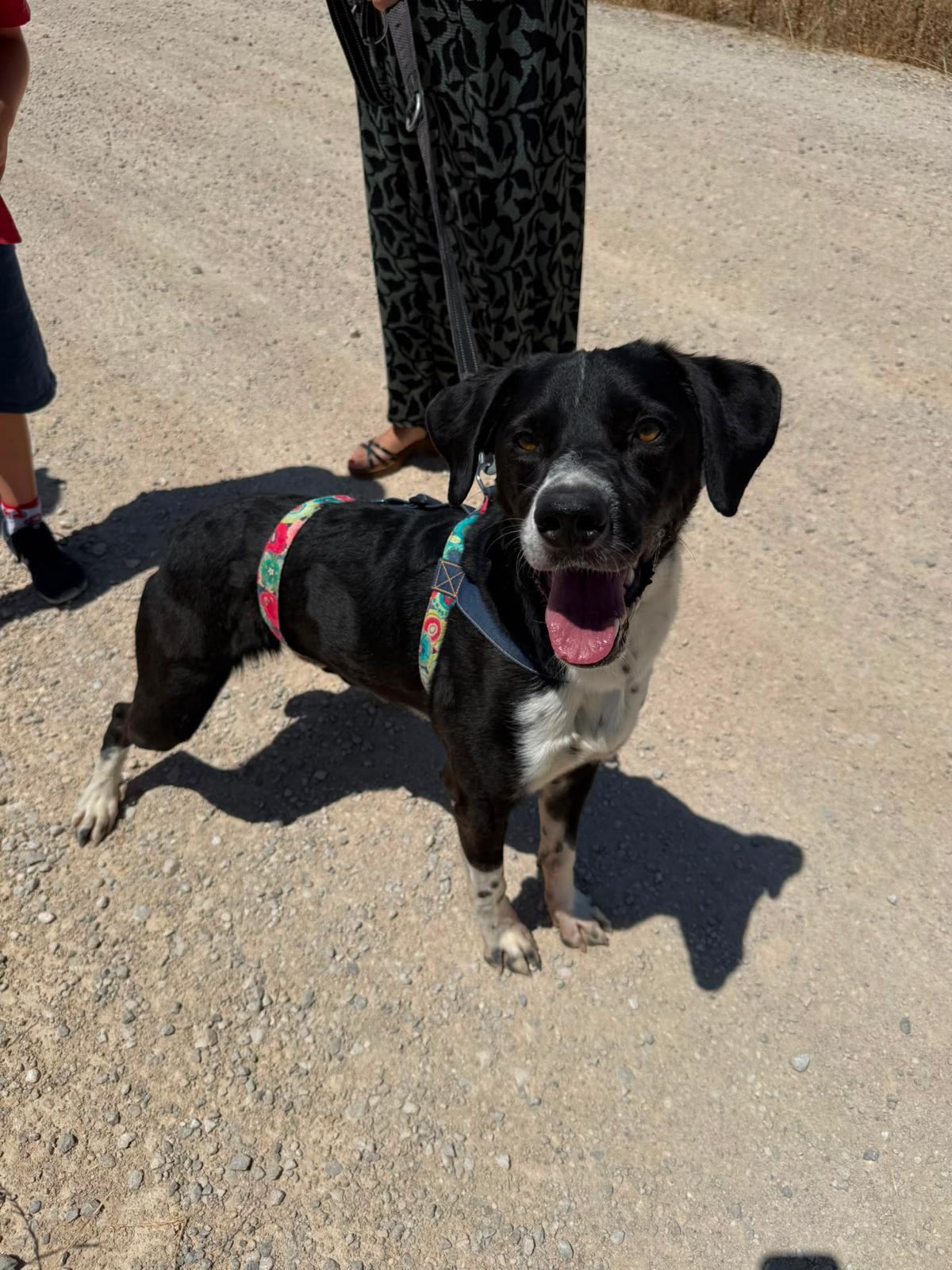 Adoption Morgan